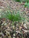 Plant name: Rosy Sedge; Curly Wood Sedge Carex rosea 